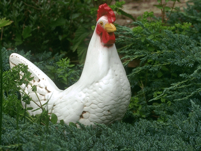 le coq